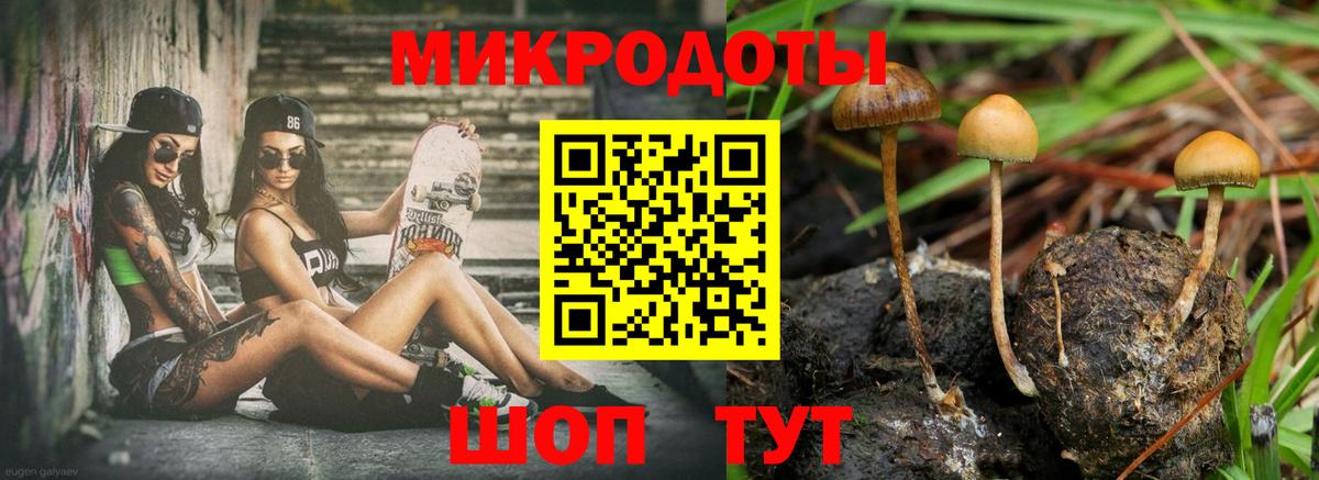 Галлюциногенные грибы Psilocybe Хасавюрт
